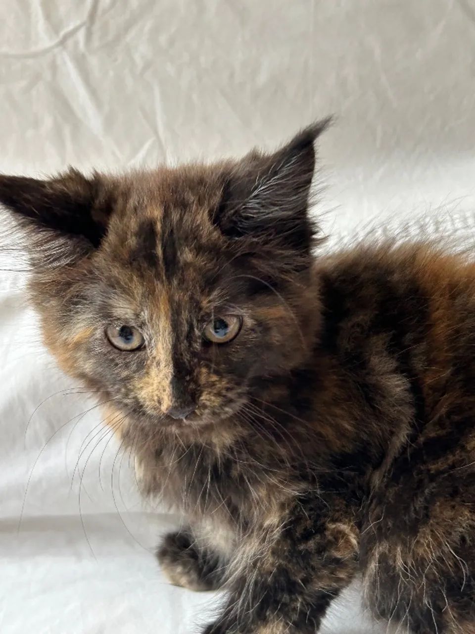 Filhotes de Maine Coon Azuis Fêmeas - Foto 6