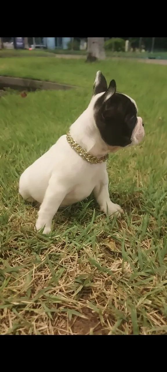 Bulldog francês micro 