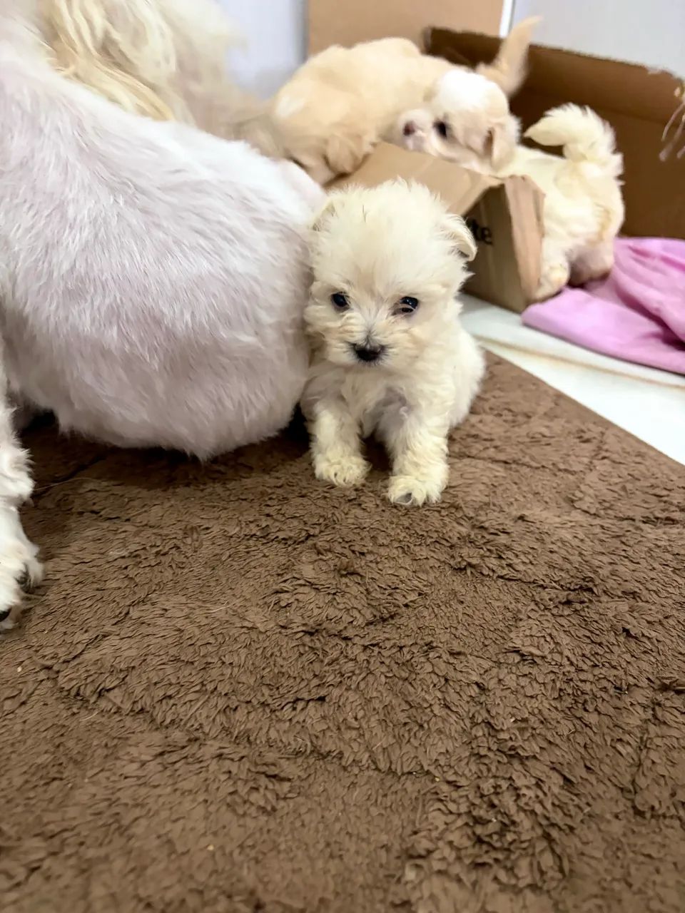 Vendo filhote de  Lhasa Apso