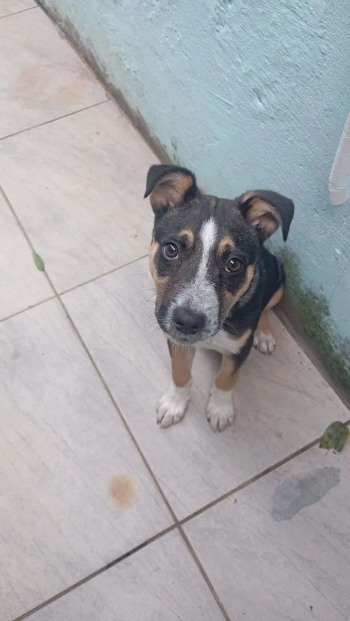 Doação cachorrinha - Foto 2