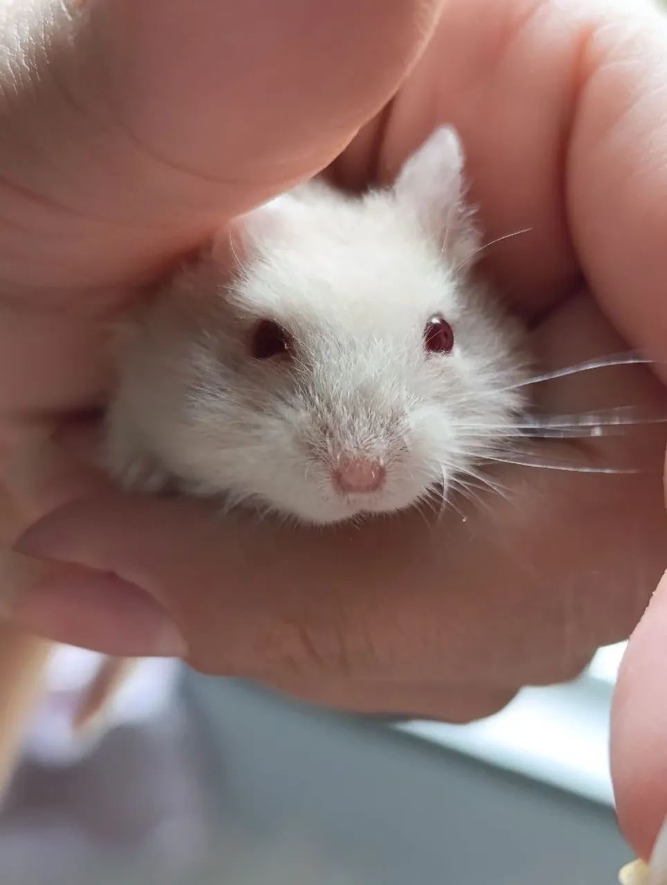Vende-se Hamster Anão Russo Filhotes albinos  - Foto 4