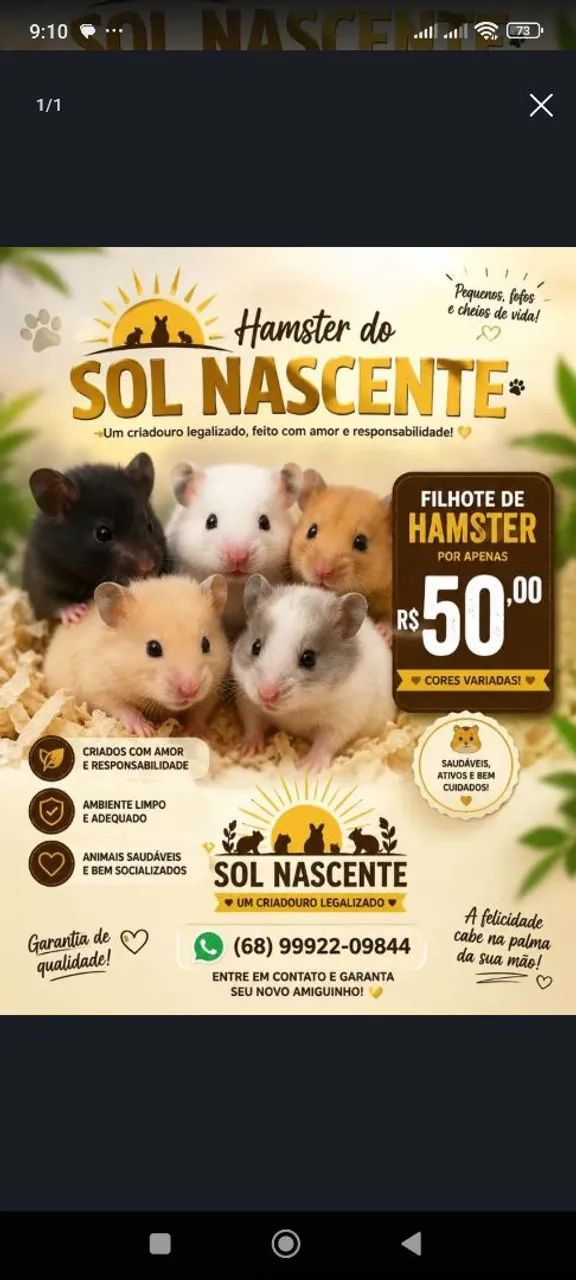 Hamster disponíveis 