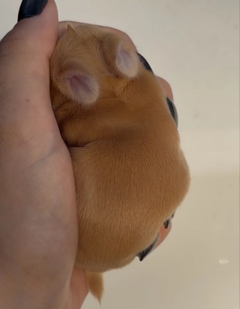coelhos anao  - Foto 2