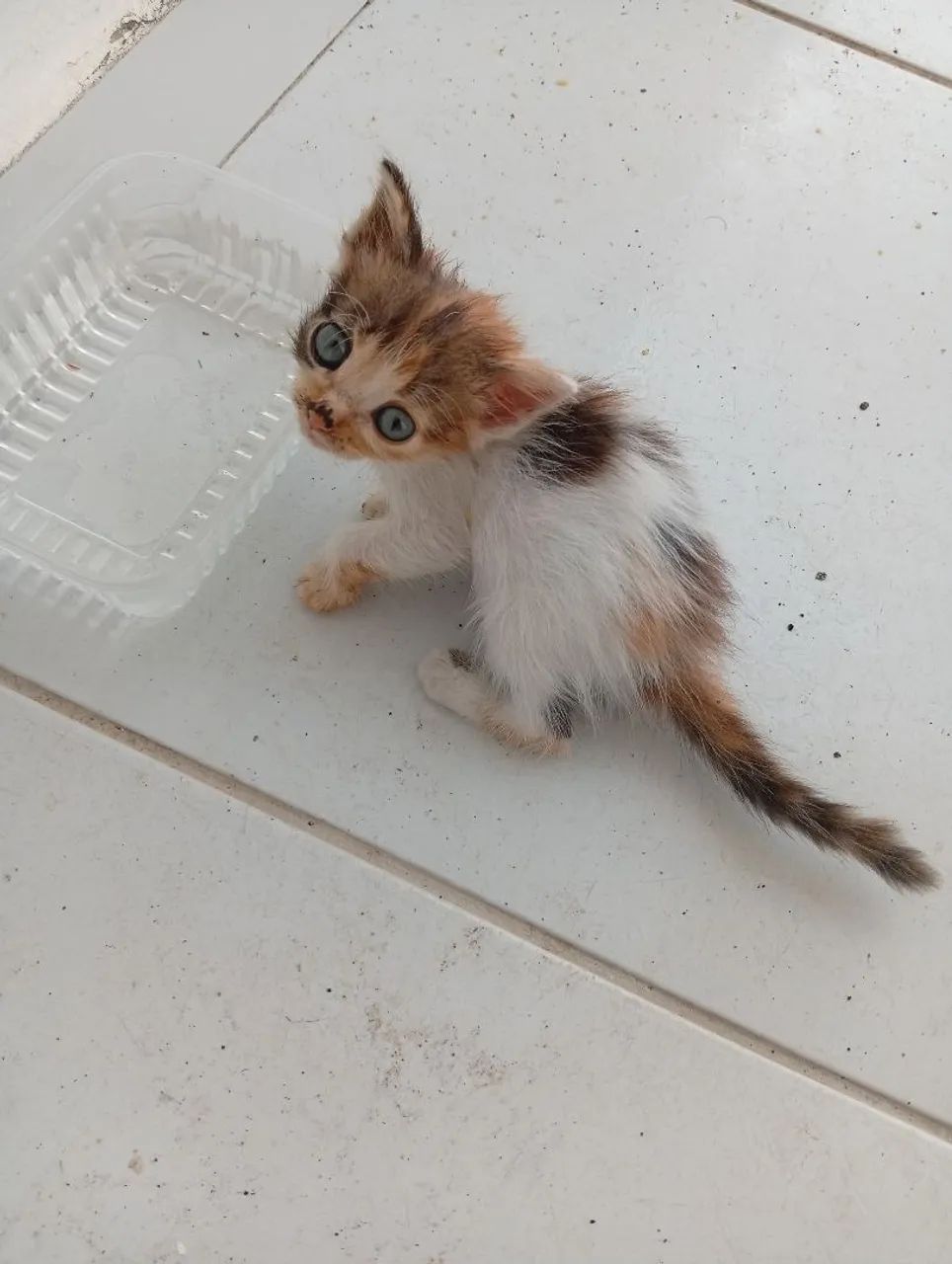 Doação de Gatos  - Foto 3