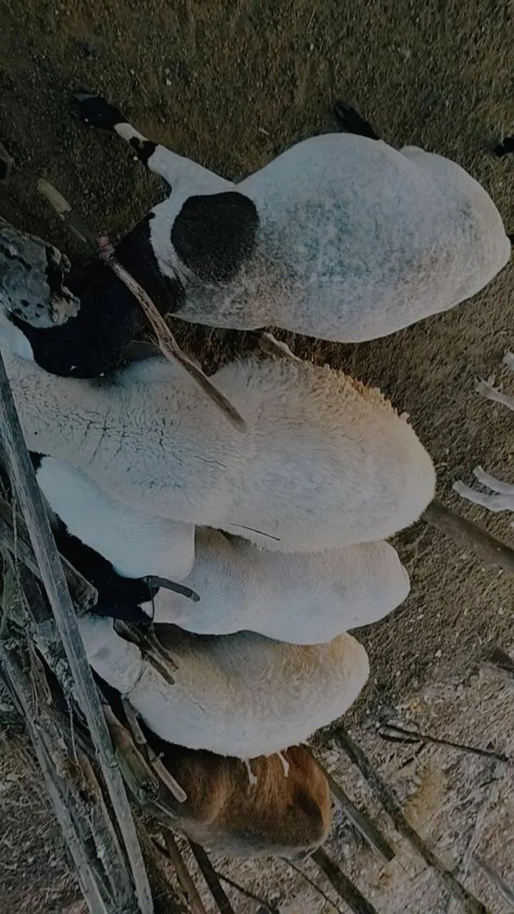Ovelhas - Foto 5