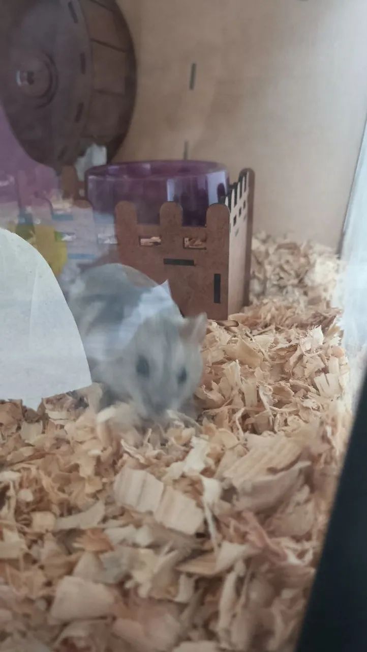 Hamster anão russo com terrario e gaiola + sementes e pedras - Foto 3