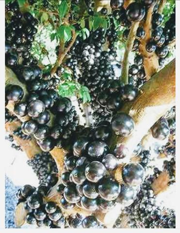 Jabuticaba