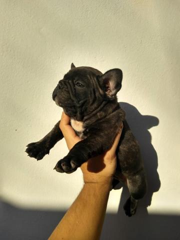 Bulldog Francês - Foto 2
