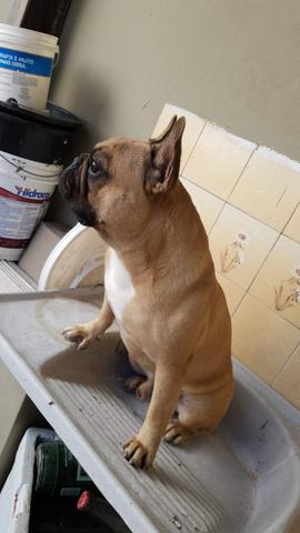 Bulldog Francês - Foto 5