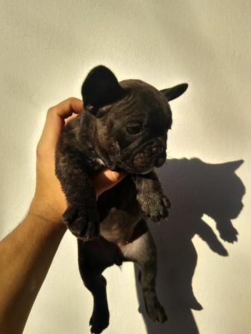 Bulldog Francês - Foto 3