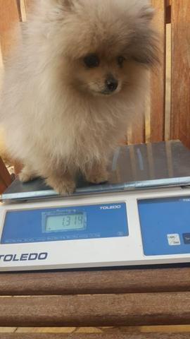 Spitz alemão anão!!! Lulu da pomerania 4 meses 1,3 k!!! - Foto 3