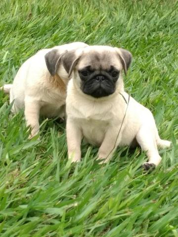 F ilhotinho macho de pug preto com pedigree disponível*Whatsapp * - Foto 3