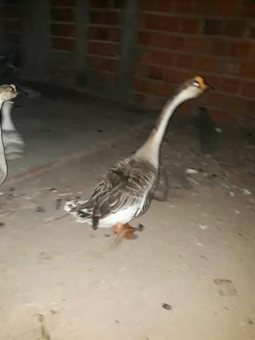 Vendo Casal de Ganços Adultos - Foto 6