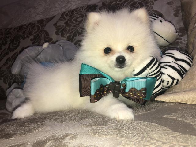 Olha que coisa mais linda spitz alemão anão!!! Lulu da pomerania com muita qualidade!!! - Foto 6