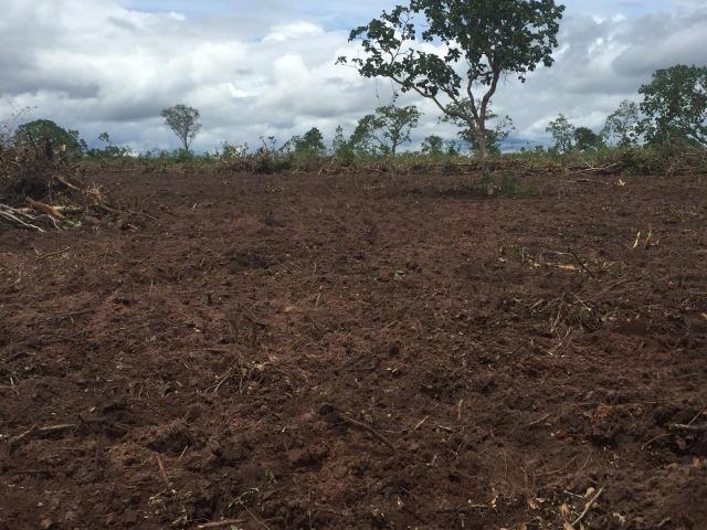 Oportunidade Fazenda 24 Alqueires ( 116 hectares ) Ribeirão Cascalheira-MT - Foto 8