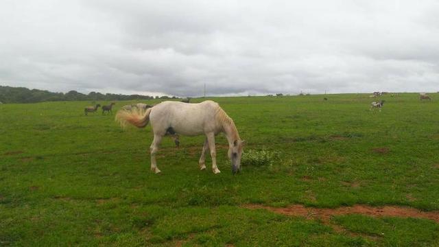 300 Alqs 200 Em Pasto Excelente Fazenda Paraúna GO - Foto 13