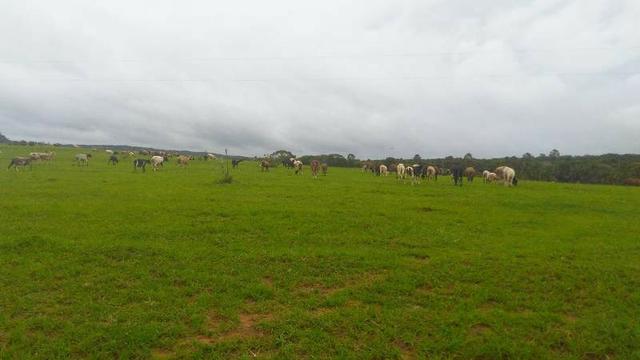 300 Alqs 200 Em Pasto Excelente Fazenda Paraúna GO