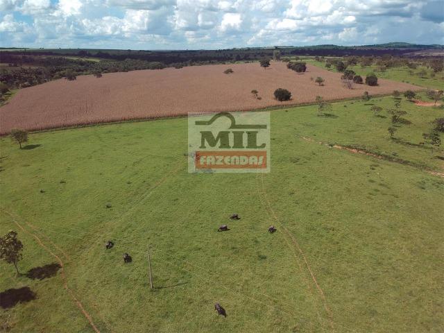 Venda ou Troca por Terra Maior,Chácara 8 alqueires e 25 litros - Bela Vista de Goiás - Foto 19