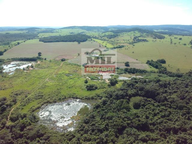 Fazenda 30 alqueires ( 145,20 ha ) Guapó-GO soja e pecuária - Foto 4