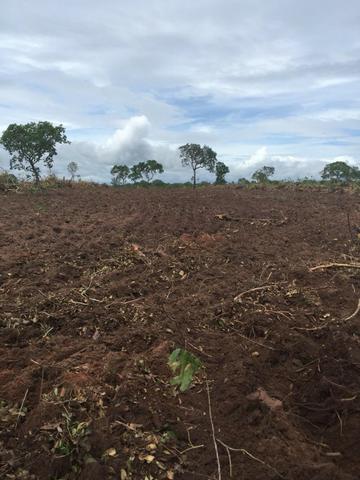 Oportunidade Fazenda 24 Alqueires ( 116 hectares ) Ribeirão Cascalheira-MT - Foto 7