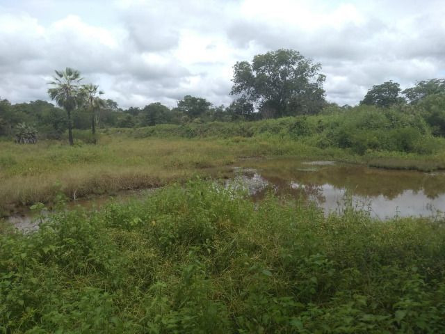 Propriedade Rural de 576 hectares de Mata e Cerrado no Piauí - Foto 11