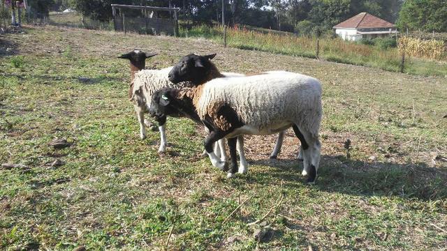 Ovelhas Dorper - Foto 2