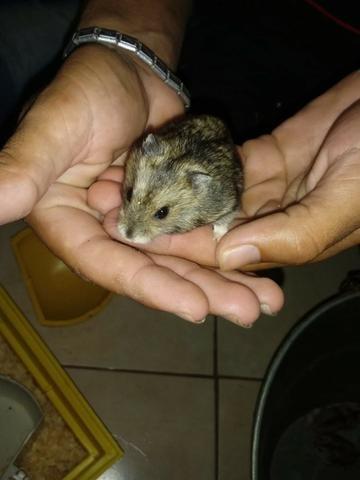 Hamster