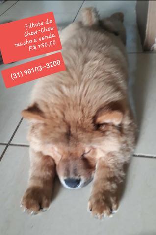 Filhotes de Chow-Chow a venda *