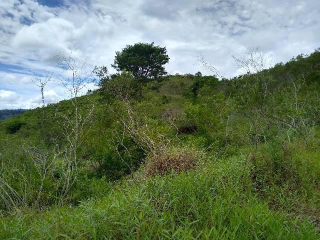 Sítio Santa Leopoldina meia légua 5 Alqueires - Foto 6