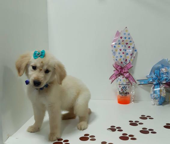 Golden retriver fêmea em 10x já vacinada com garantia!!! - Foto 2