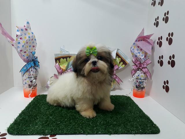 Lindos filhotes de shih tzu macho e fêmea em 10x já vacinados enviamos até você!!! - Foto 4