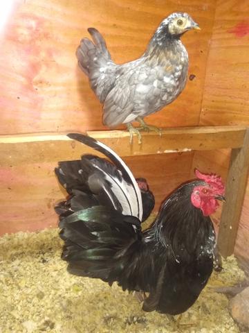 Vende se 1 galo e 2 galinha - Foto 5