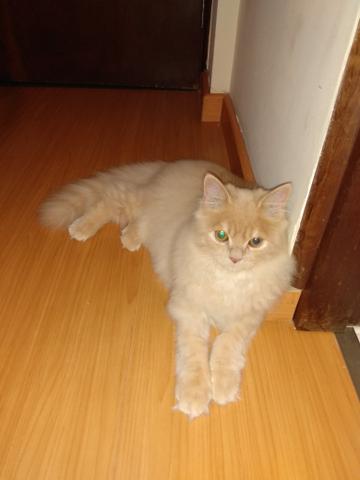 Vendo gato - Foto 3