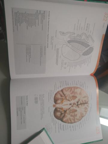 Sobotta - Atlas da Anatomia Humana - Vol. 1 e 2 - em estado novo - Foto 4