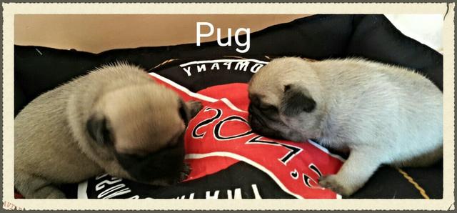 Promoção Pug macho e fêmea disponivel Canil Yoshi