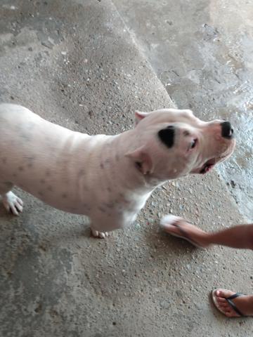 American Bully - Foto 2