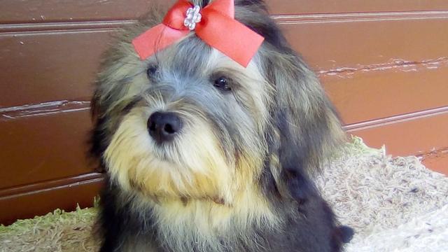 Bebes de lhasa apso delanos pet procedência unica entrega mediata - Foto 2