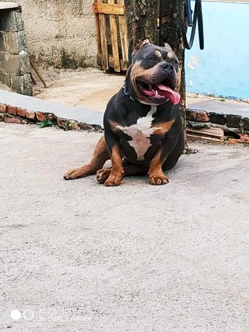 Filhotes vendo