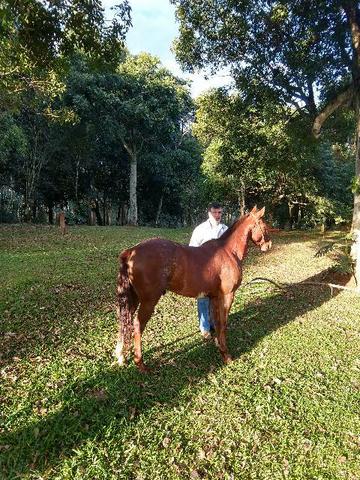 Cavalo inglês x quarto de milha - Foto 2
