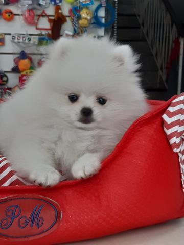 Spitz alemão macho 2.800,00