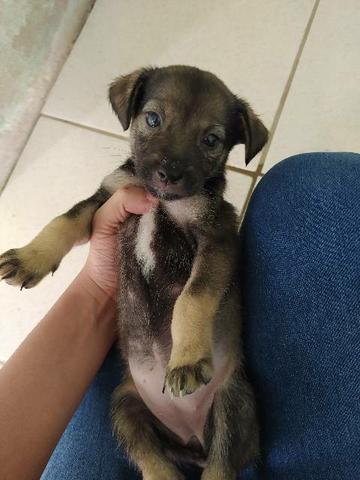 Adoção responsável - Foto 4