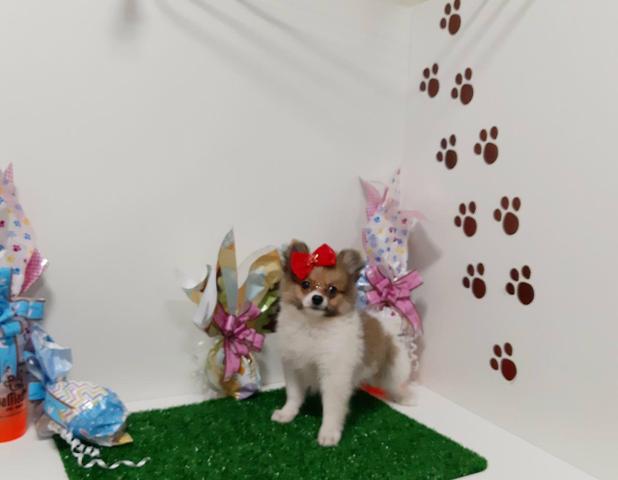 Lindas Spitz alemao fêmea em 10x de 350,00 enviamos até você!!!