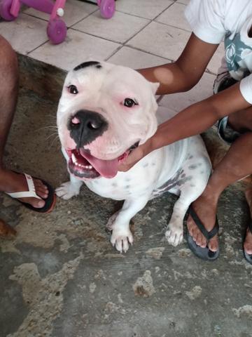 American Bully