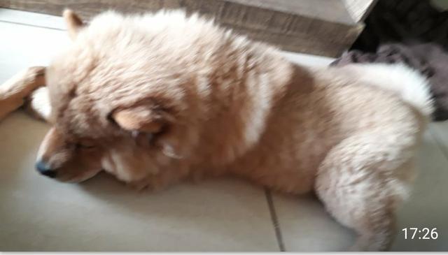 Filhotes de Chow-Chow a venda * - Foto 3
