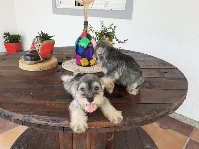 Schnauzer filhtotes