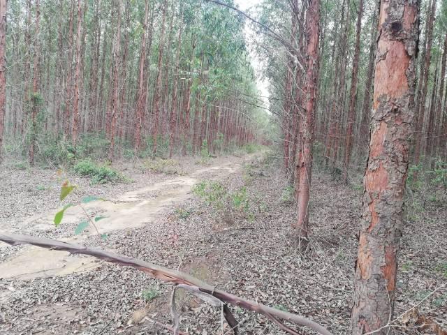 Fazenda com eucalipto