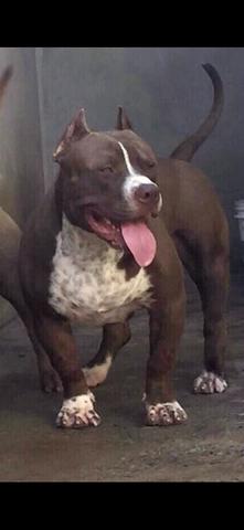 Pitbull Monster