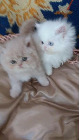 Lindos Gatinhos Persa - Foto 4