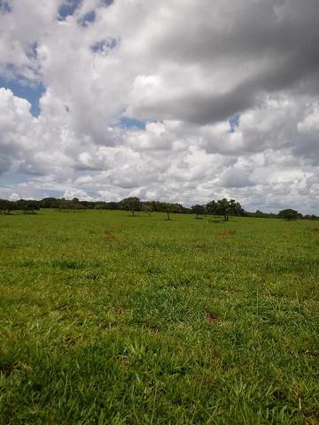 Fazenda a venda em Piracanjuba de 20 alqueires para Pecuária e lavoura - Foto 3