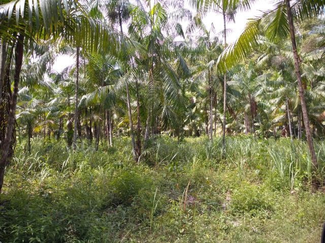 50 hectares na estrada de igarapé açu por 170 mil reais documentada - Foto 6